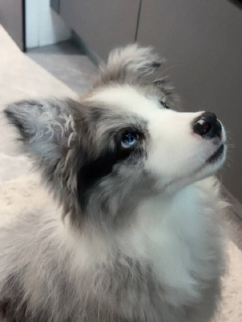 救命!被这只陨石边牧帅到了