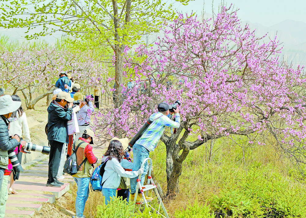 4月30日,海东市民和回族土族自治县马场垣乡下川口村桃花源景区内