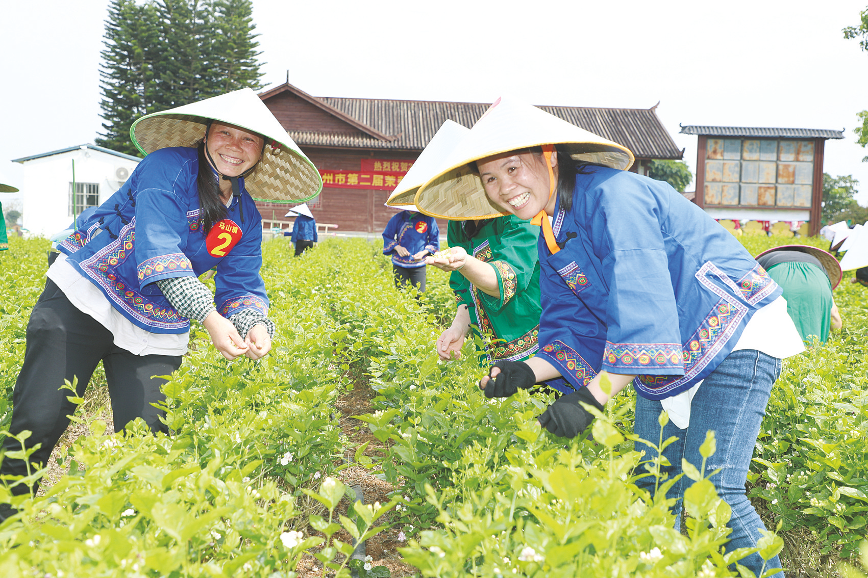 快乐采摘致富花 茉莉芬芳迎宾客|陈鹏_新浪财经_新浪网