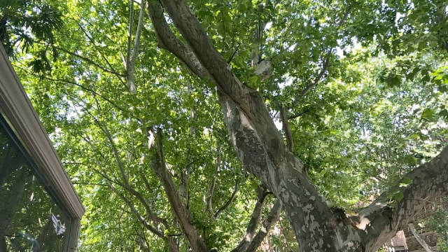 这梧桐树飘下来的毛絮… 让喉咙痒的咳嗽不停…皮肤痒的挠的不停