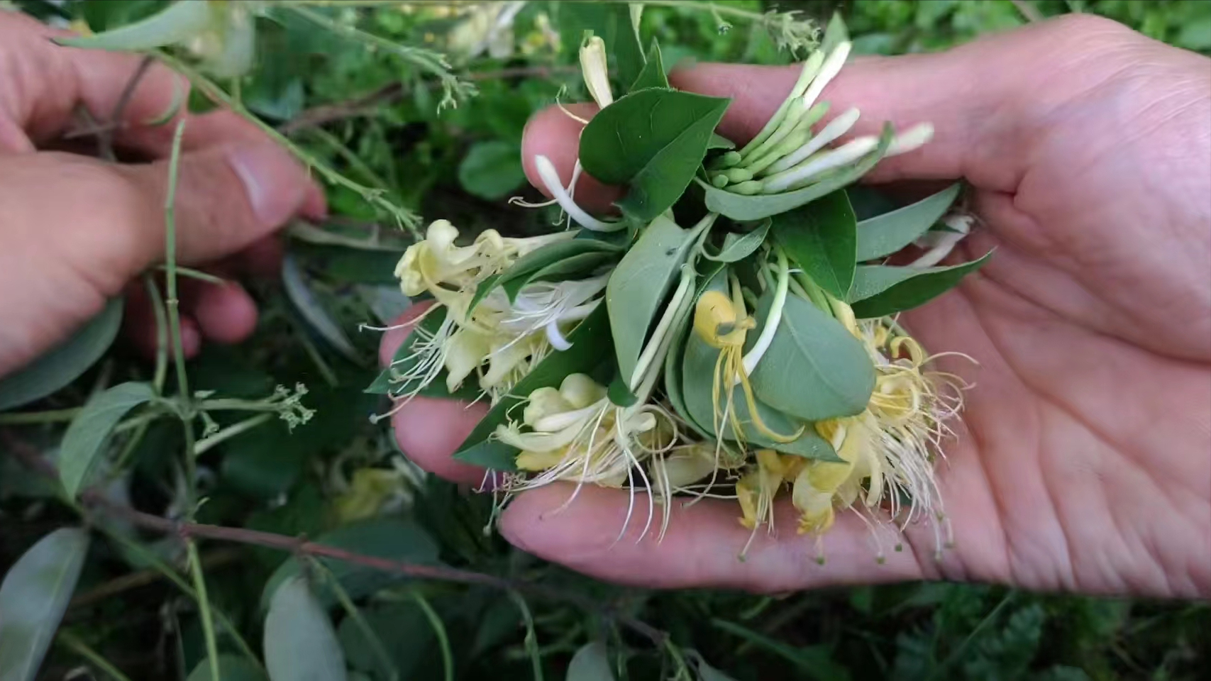 金银花多少钱一斤(金银花多少钱一斤市场价)