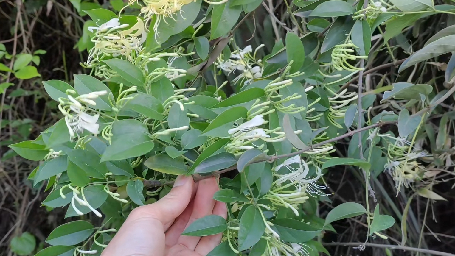 野生金银花除了泡茶喝,还可用来煮水洗澡,市场干品300多元一斤__财经