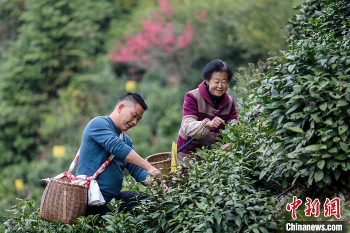 重磅消息：黄山毛峰如何选购正宗茶叶及品茶技巧大解析