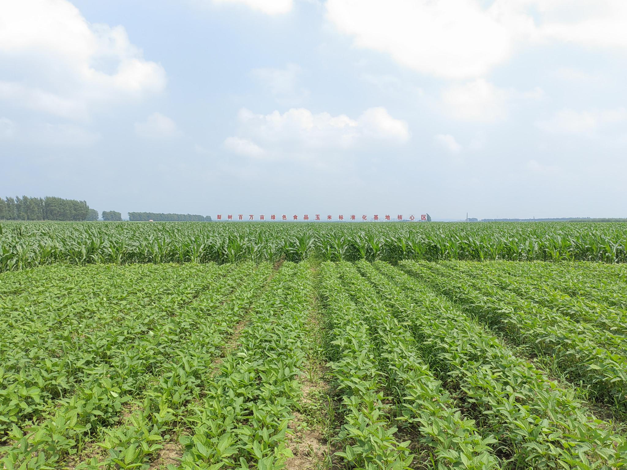 吉林出台多项鼓励大豆种植政策