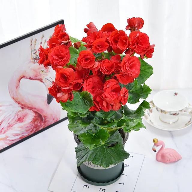 五一逛花市，碰见这6种“短命花”，打死也不要买，太难养活了！休闲区蓝鸢梦想 - Www.slyday.coM
