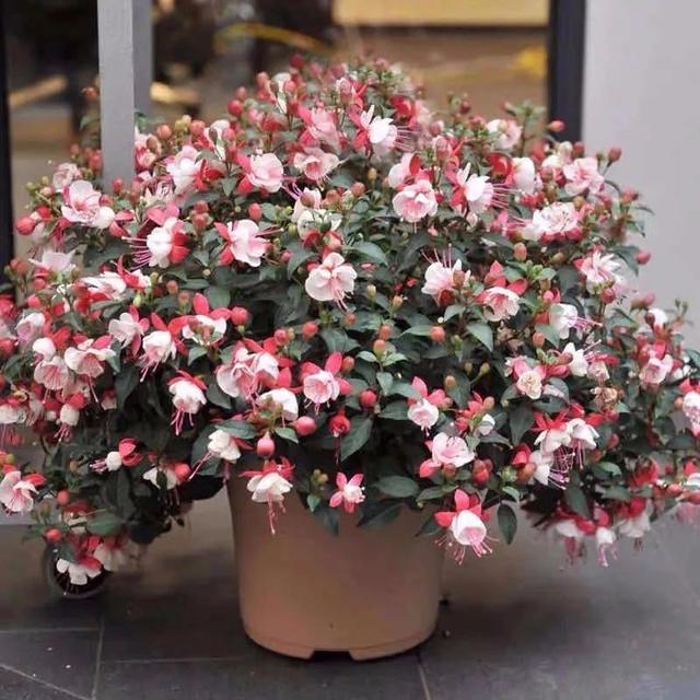 五一逛花市，碰见这6种“短命花”，打死也不要买，太难养活了！休闲区蓝鸢梦想 - Www.slyday.coM