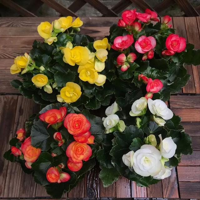 五一逛花市，碰见这6种“短命花”，打死也不要买，太难养活了！休闲区蓝鸢梦想 - Www.slyday.coM