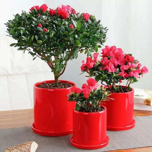 五一逛花市，碰见这6种“短命花”，打死也不要买，太难养活了！休闲区蓝鸢梦想 - Www.slyday.coM