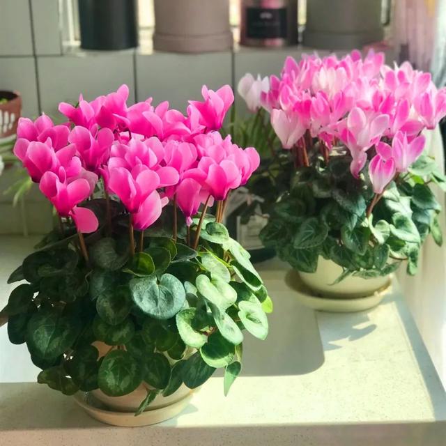 五一逛花市，碰见这6种“短命花”，打死也不要买，太难养活了！休闲区蓝鸢梦想 - Www.slyday.coM