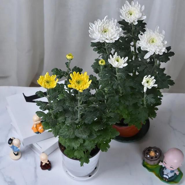 五一逛花市，碰见这6种“短命花”，打死也不要买，太难养活了！休闲区蓝鸢梦想 - Www.slyday.coM