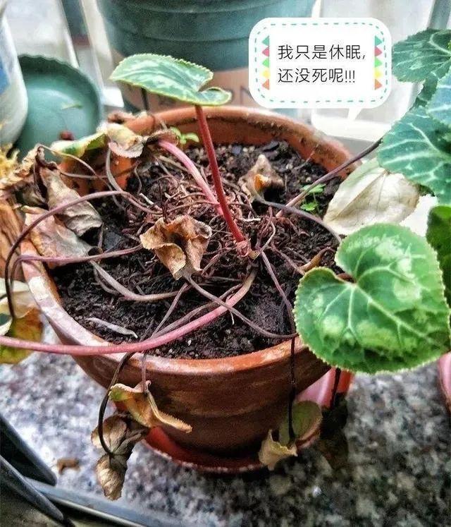 五一逛花市，碰见这6种“短命花”，打死也不要买，太难养活了！休闲区蓝鸢梦想 - Www.slyday.coM