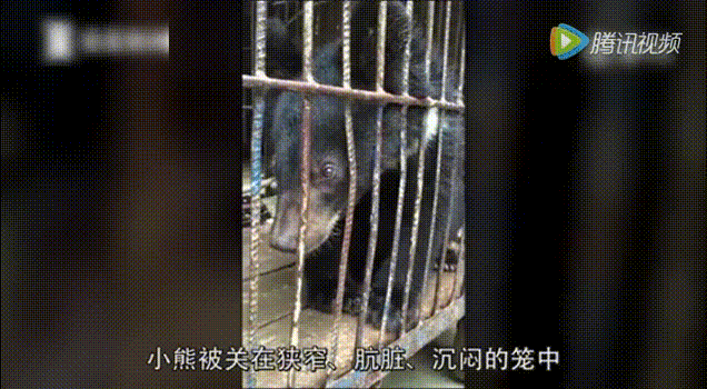 泰山闯天关2加强版怎么调机率 泰山闯天关游戏下载和实用技巧