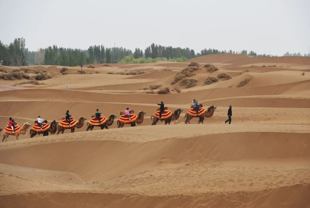 4月30日，在新疆吐鲁番市鄯善县库木塔格沙漠风景区，游客在骑骆驼游玩。中新社发 刘健 摄