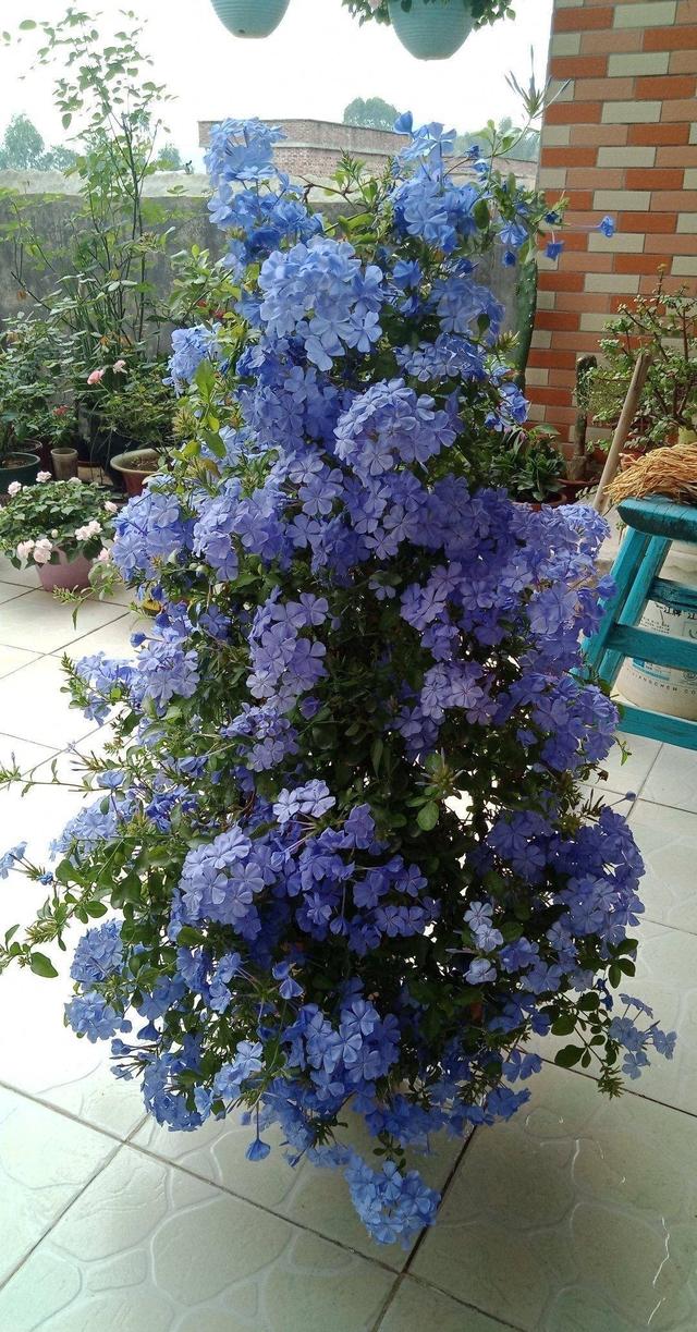 夏天的阳台主角，是这“5种花”，天天有漂亮的花开，再热也不怕休闲区蓝鸢梦想 - Www.slyday.coM