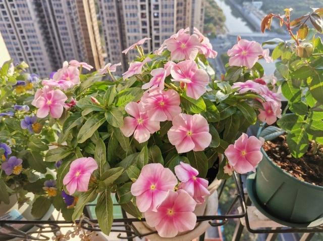 夏天的阳台主角，是这“5种花”，天天有漂亮的花开，再热也不怕休闲区蓝鸢梦想 - Www.slyday.coM