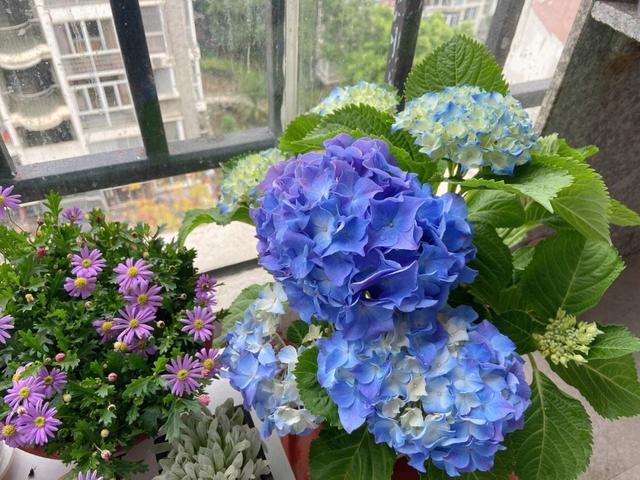 夏天的阳台主角，是这“5种花”，天天有漂亮的花开，再热也不怕休闲区蓝鸢梦想 - Www.slyday.coM