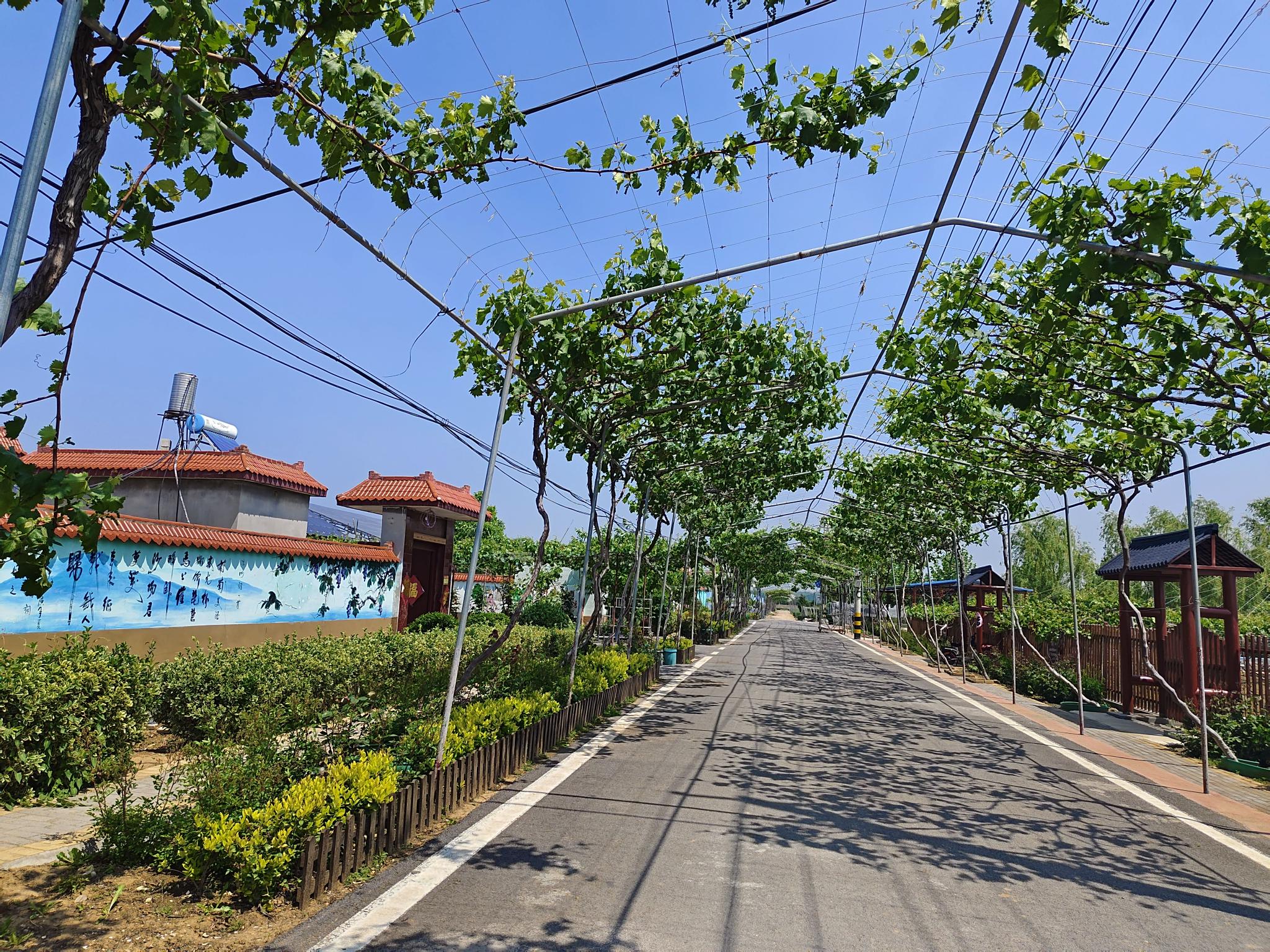 乡村振兴山东滕州农村闲散边角地宅基地变宝地