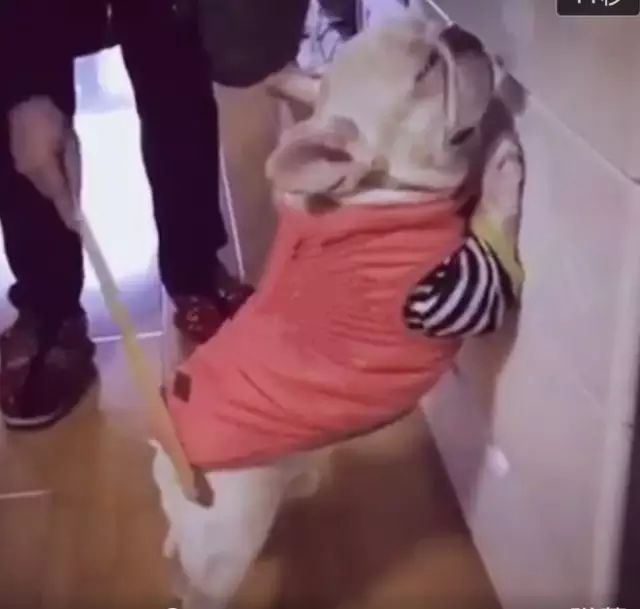 狗狗犯错被主人罚站打屁股，紧张的小表情笑死人了！休闲区蓝鸢梦想 - Www.slyday.coM