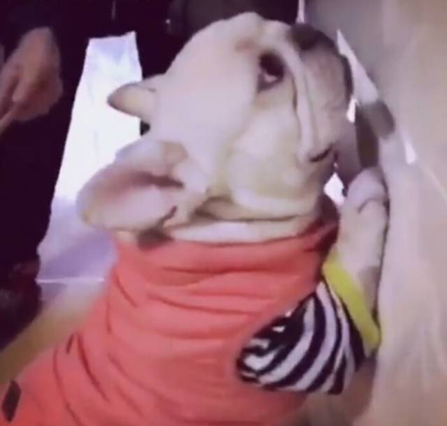 狗狗犯错被主人罚站打屁股，紧张的小表情笑死人了！休闲区蓝鸢梦想 - Www.slyday.coM