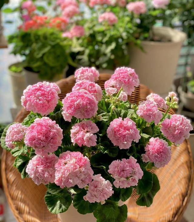 夏天的阳台主角，是这“5种花”，天天有漂亮的花开，再热也不怕休闲区蓝鸢梦想 - Www.slyday.coM