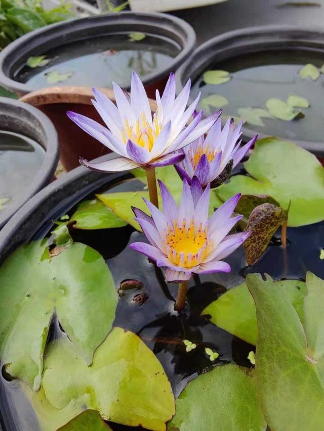 夏天的阳台主角，是这“5种花”，天天有漂亮的花开，再热也不怕休闲区蓝鸢梦想 - Www.slyday.coM