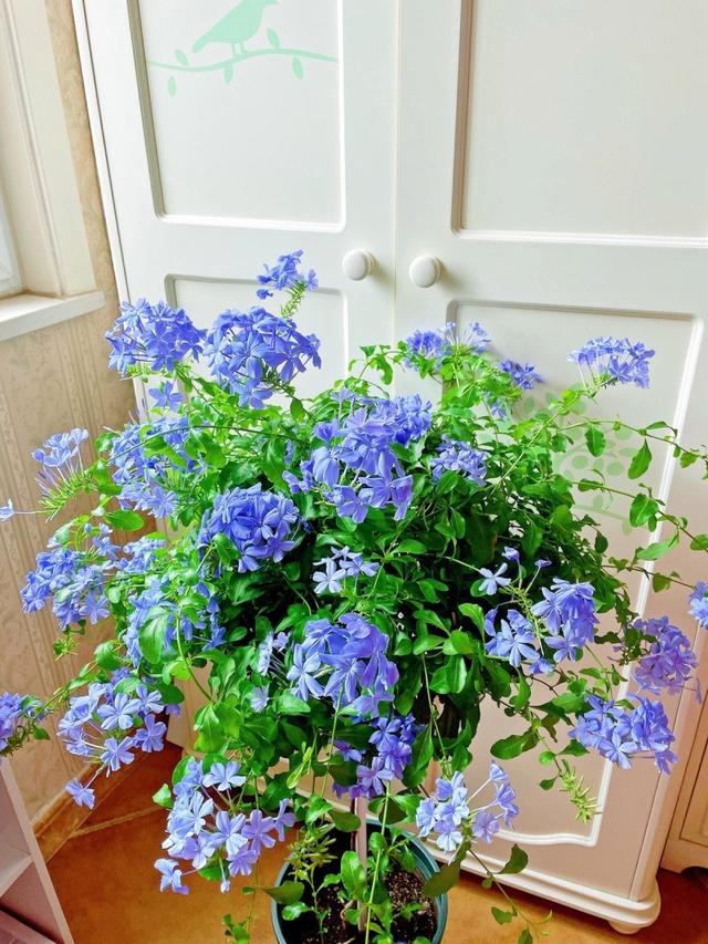 夏天的阳台主角，是这“5种花”，天天有漂亮的花开，再热也不怕休闲区蓝鸢梦想 - Www.slyday.coM