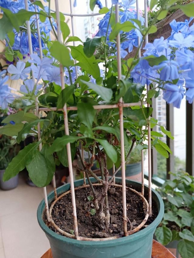夏天的阳台主角，是这“5种花”，天天有漂亮的花开，再热也不怕休闲区蓝鸢梦想 - Www.slyday.coM