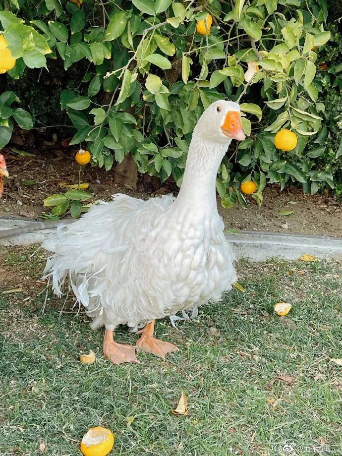 塞巴斯托波尔鹅,卷毛鸭挺时尚@cookies_day这玩意儿我拿去海钓,鱼都得