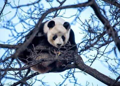 2021年8月7日,旅澳大熊猫"福妮"在澳大利亚阿德莱德动物园玩耍.