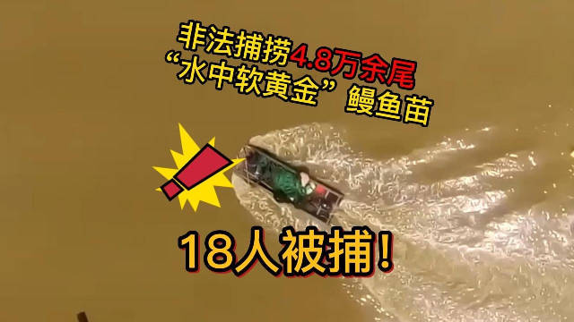 非法捕捞鳗鱼苗 警方全链条捣毁犯罪团伙