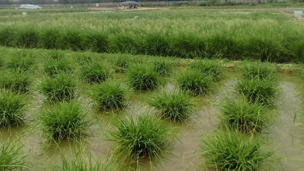 全球最大野生稻种质资源圃主体在海南三亚建成_手机新浪网