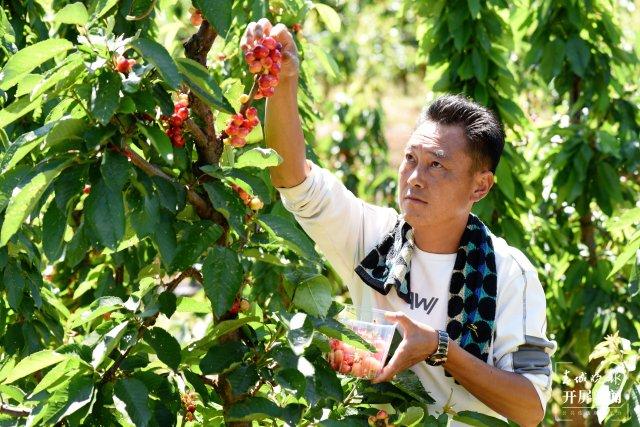 有一种叫云南的生活｜又大又甜！昆明这里6000多株车厘子熟了，快去尝鲜→-昆明车厘子种植基地