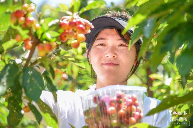 有一种叫云南的生活｜又大又甜！昆明这里6000多株车厘子熟了，快去尝鲜→-昆明车厘子种植基地