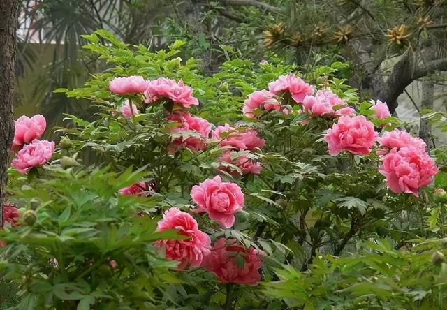 月季花的功效与作用（月季花的功效与作用的功能与主治） 第19张