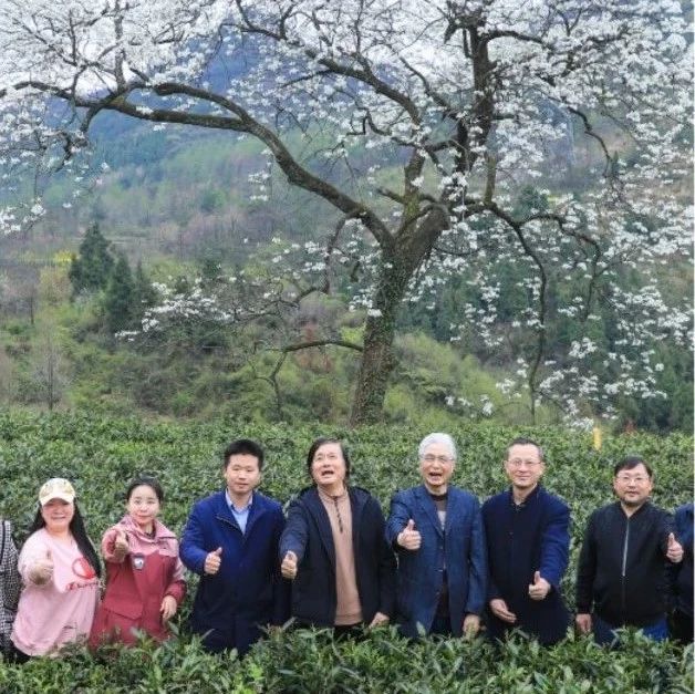 一歌双唱!刘桐、谢静演绎《桑植白茶》,带你领略张家界桑植的奇山秀水与风土人情…… | 民歌中国·联星计划|桑植白茶|民歌|张家界_新浪新闻