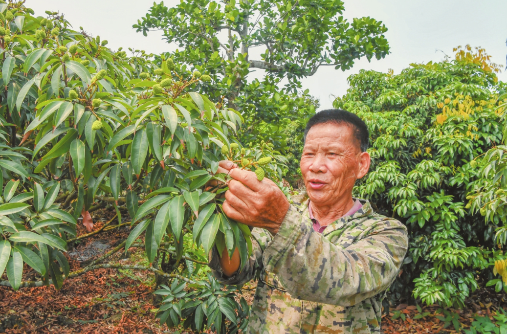 在位于秀英区永兴镇的火山荔枝园内,果农正在查看荔枝果实.孙士杰 摄