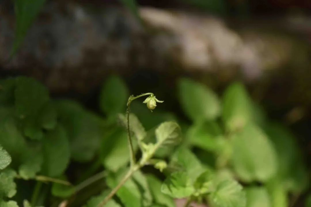 已结果的河源堇菜