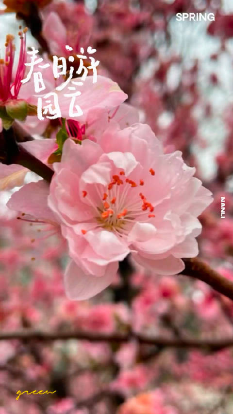 春路雨添花 花动一山春色 染柳烟浓，吹梅笛怨，春意知几许_新浪新闻