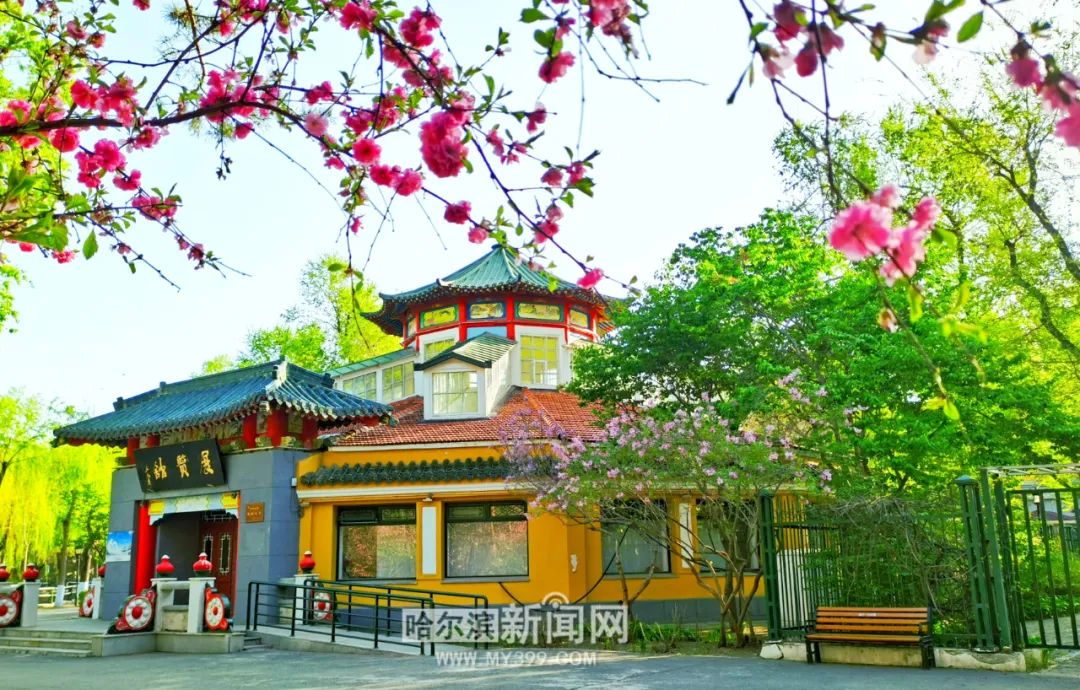 舒适天气持续丨7日哈市最高气温21℃(今天哈尔滨的最高温和最低温)