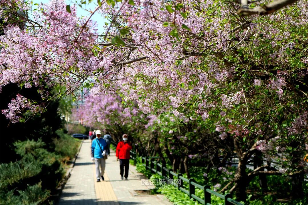 舒适天气持续丨7日哈市最高气温21℃(今天哈尔滨的最高温和最低温)