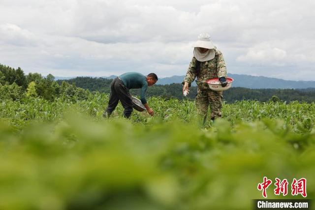 施秉县牛大场镇铜鼓村农民在田间施肥. 邰胜智 摄