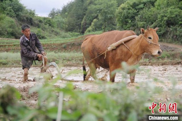 施秉县牛大场镇铜鼓村农民在田间犁地. 邰胜智 摄