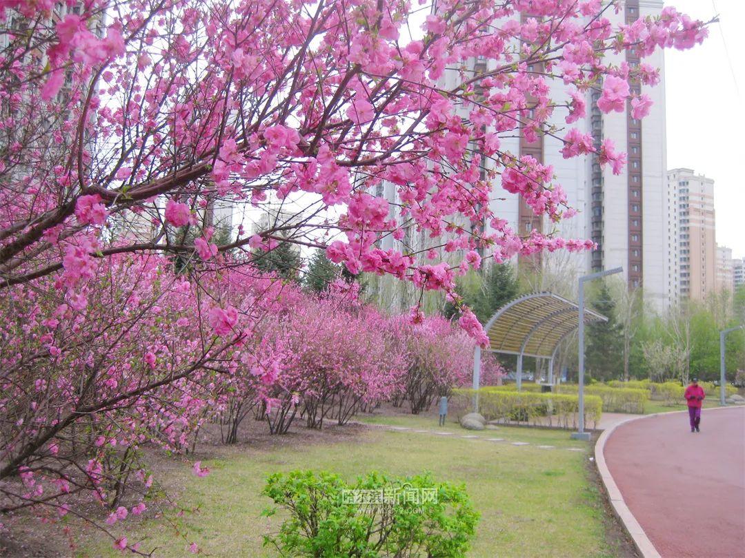 舒适天气持续丨7日哈市最高气温21℃(今天哈尔滨的最高温和最低温)