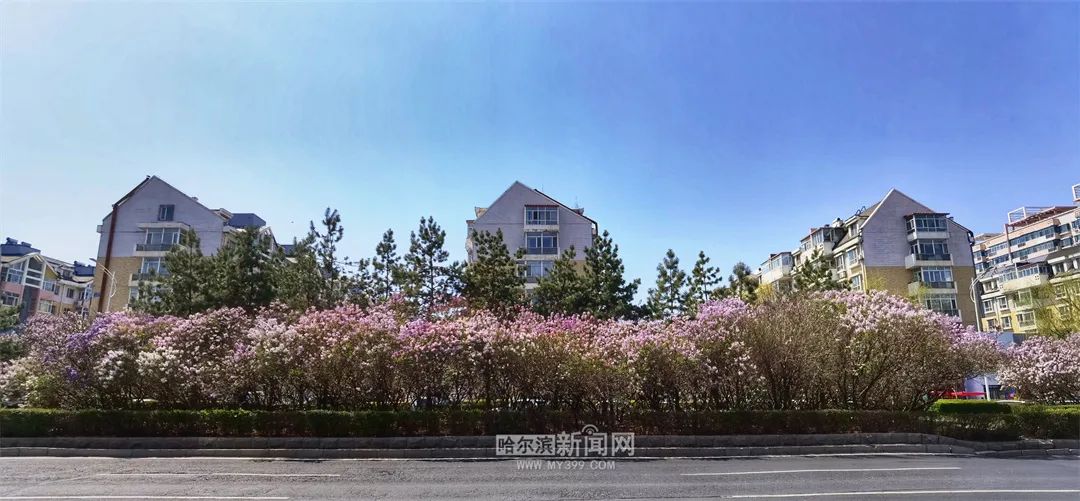 舒适天气持续丨7日哈市最高气温21℃(今天哈尔滨的最高温和最低温)