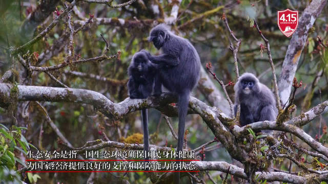 高黎贡山生物多样性保护