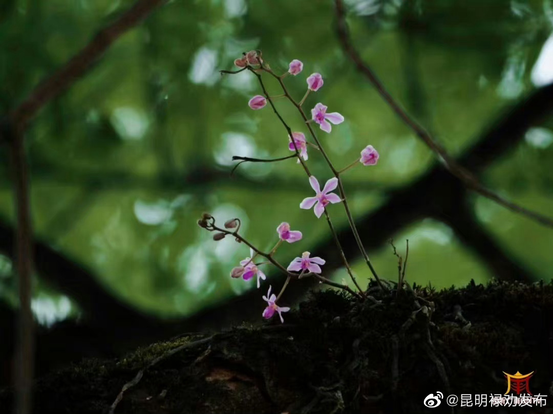 文山州广南县境内发现野生华西蝴蝶兰_新浪财经_新浪网