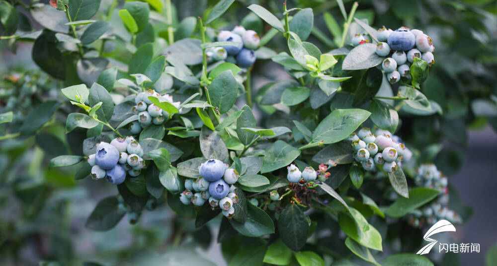 政府发布：长沙蓝莓场是啥意思？2025年实地探访与体验解析