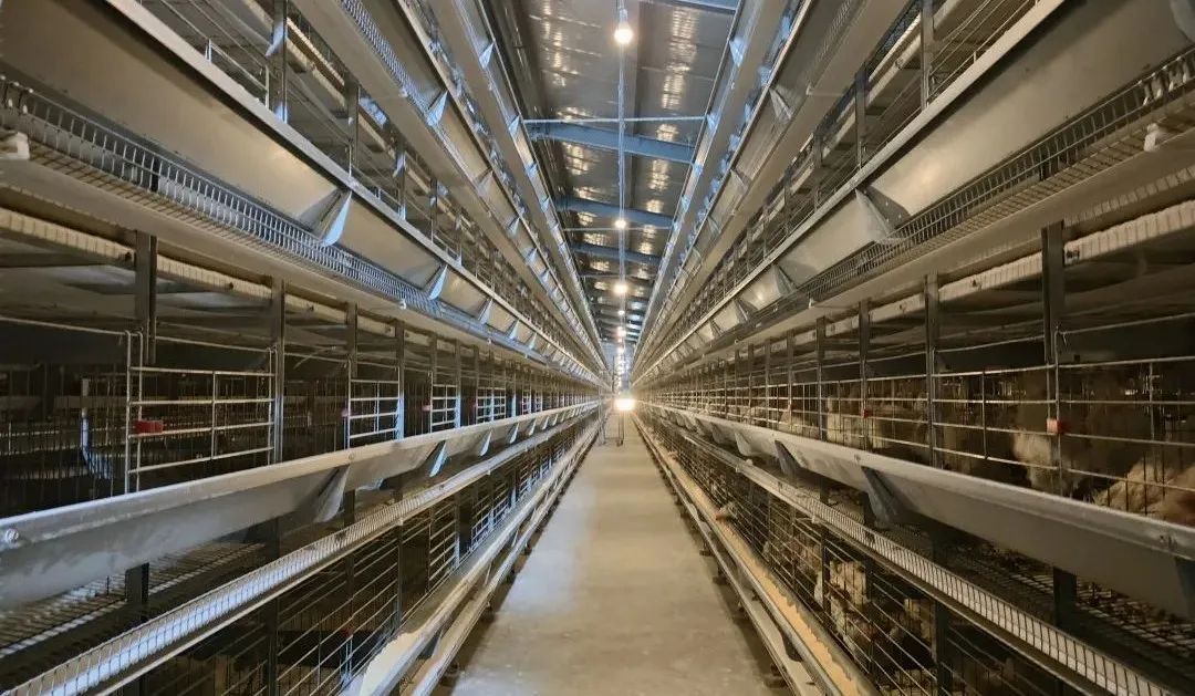 图为采用立体式笼养设备的鸡舍.