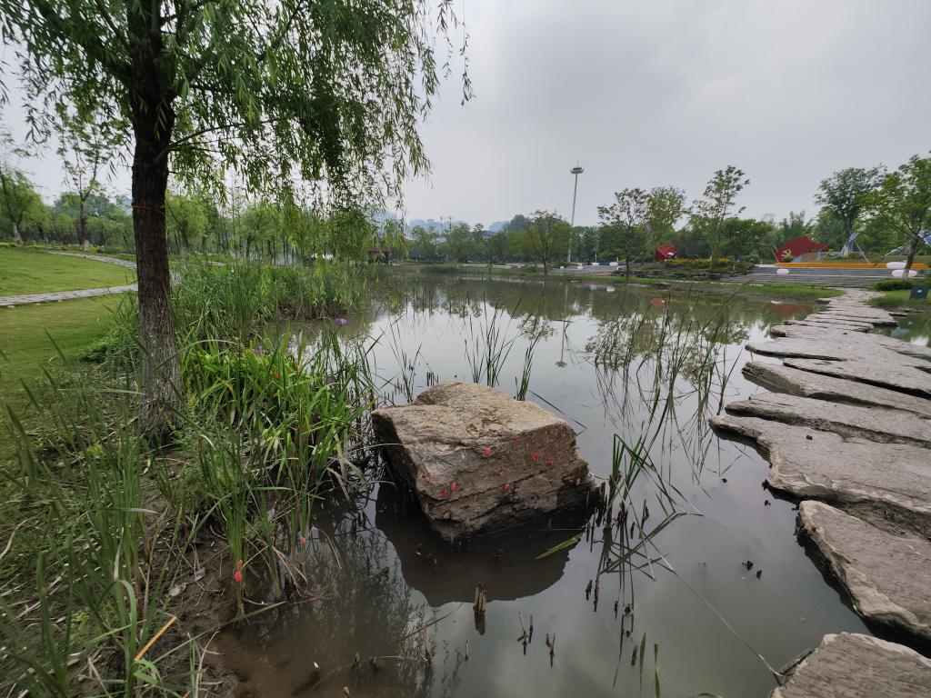 武汉市一个公园内，福寿螺卵块附着在石块和水草上。新华社记者 侯文坤 摄