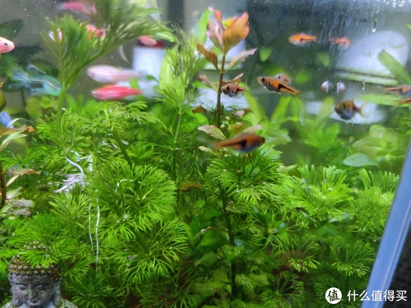 养鱼其实没那么难。养鱼新手直接毕业。|过滤|水草|周转箱|加热棒|水体_新浪新闻